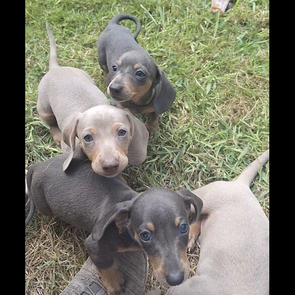 Dachshund (Standard &amp; Miniature) - Both