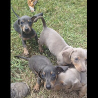 Dachshund (Standard &amp; Miniature) - Both