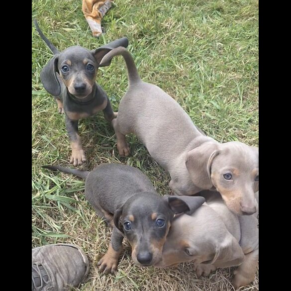 Dachshund (Standard &amp; Miniature) - Both