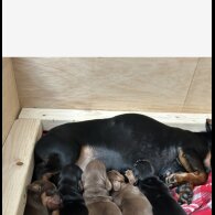 Dachshund (Standard &amp; Miniature) - Dogs