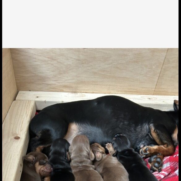 Dachshund (Standard &amp; Miniature) - Dogs