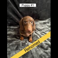 Dachshund (Standard &amp; Miniature) - Dogs