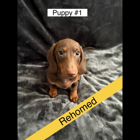 Dachshund (Standard &amp; Miniature) - Dogs