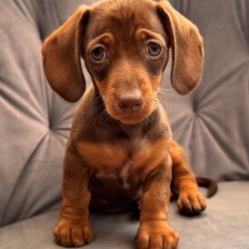 Dachshund (Standard &amp; Miniature) - Both