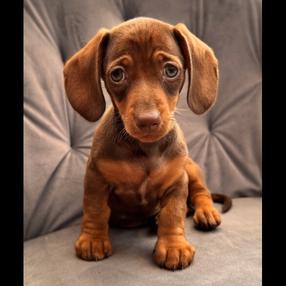 Dachshund (Standard &amp; Miniature) - Both