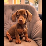 Dachshund (Standard &amp; Miniature) - Both