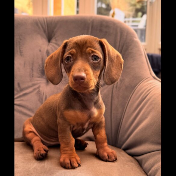 Dachshund (Standard &amp; Miniature) - Both