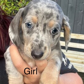Dachshund (Standard &amp; Miniature) - Both