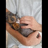 Dachshund (Standard &amp; Miniature) - Both