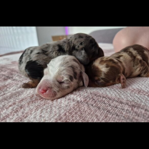 Dachshund (Standard &amp; Miniature) - Both