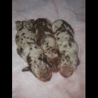 Dachshund (Standard &amp; Miniature) - Both