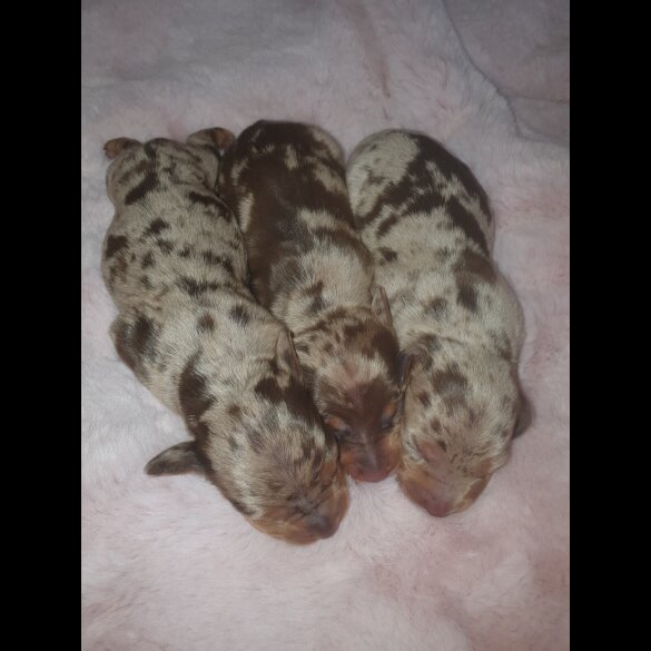 Dachshund (Standard &amp; Miniature) - Both