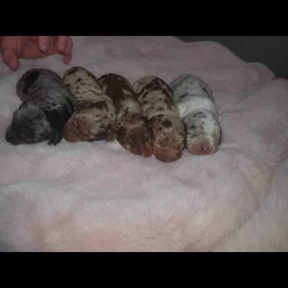 Dachshund (Standard &amp; Miniature) - Both