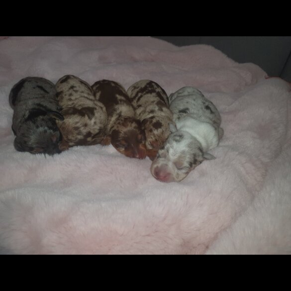 Dachshund (Standard &amp; Miniature) - Both
