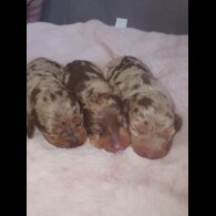 Dachshund (Standard &amp; Miniature) - Both