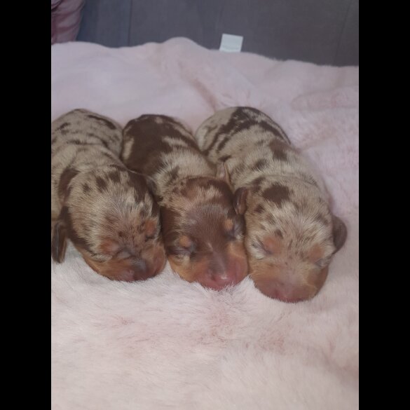 Dachshund (Standard &amp; Miniature) - Both