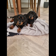 Dachshund (Standard &amp; Miniature) - Dogs