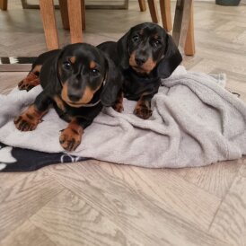Dachshund (Standard &amp; Miniature) - Dogs