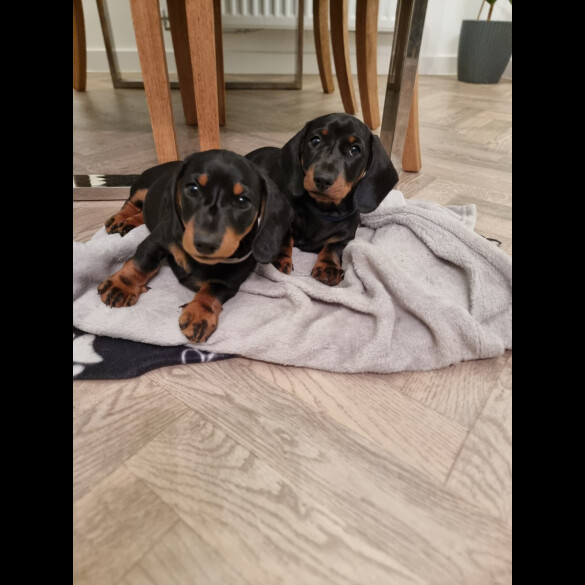 Dachshund (Standard &amp; Miniature) - Dogs
