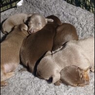 Dachshund (Standard &amp; Miniature) - Both