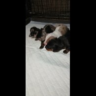 Dachshund (Standard &amp; Miniature) - Both