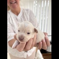 Chiweenie - Both