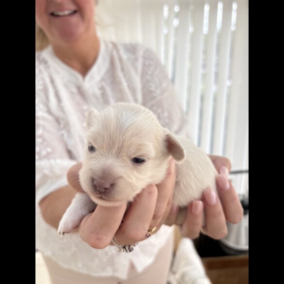 Chiweenie - Both