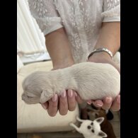 Chiweenie - Both