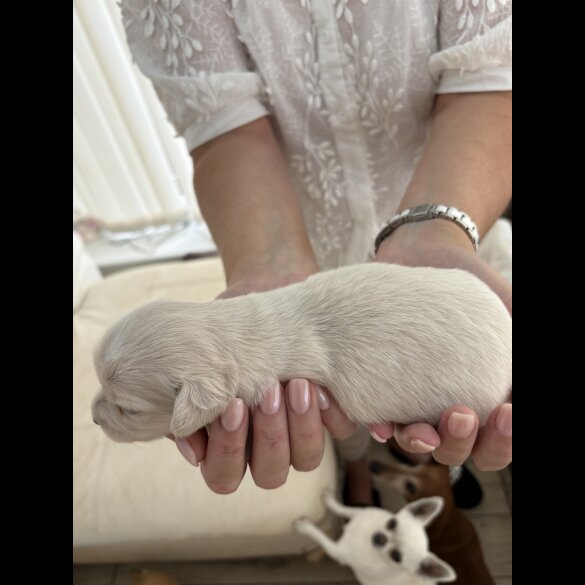 Chiweenie - Both