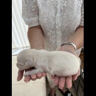 Chiweenie - Both