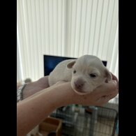 Chiweenie - Both