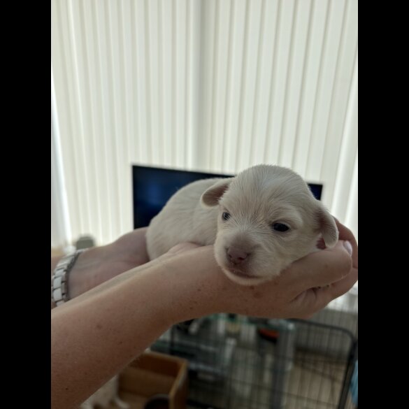 Chiweenie - Both
