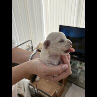 Chiweenie - Both
