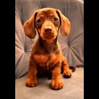 Dachshund (Standard &amp; Miniature) - Both