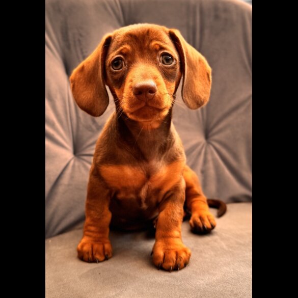 Dachshund (Standard &amp; Miniature) - Both