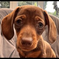 Dachshund (Standard &amp; Miniature) - Both