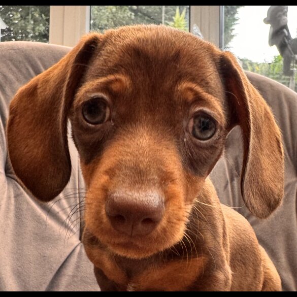Dachshund (Standard &amp; Miniature) - Both