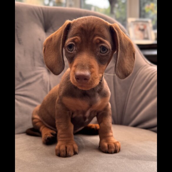 Dachshund (Standard &amp; Miniature) - Both
