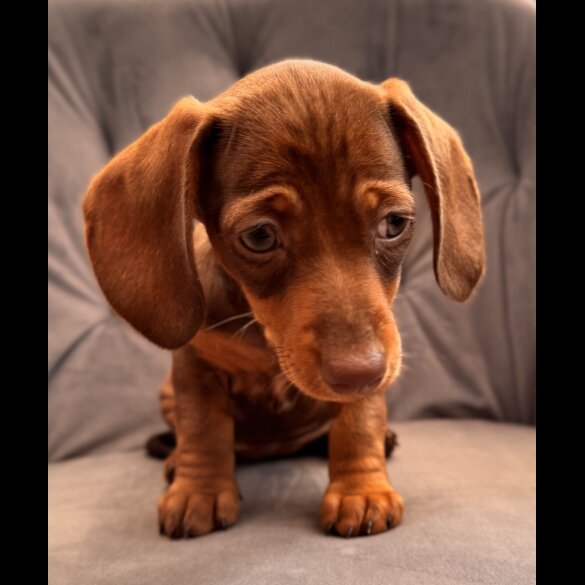 Dachshund (Standard &amp; Miniature) - Both