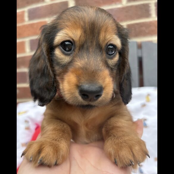 Dachshund (Standard &amp; Miniature) - Both