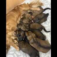 Dachshund (Standard &amp; Miniature) - Both