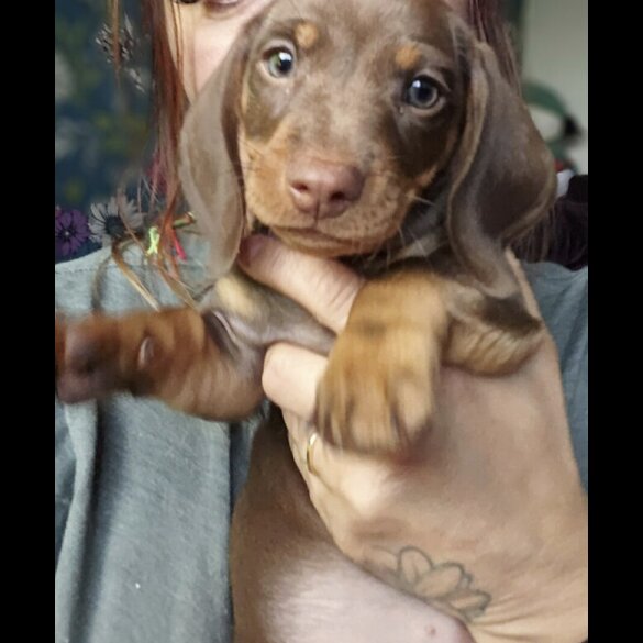 Dachshund (Standard &amp; Miniature) - Both