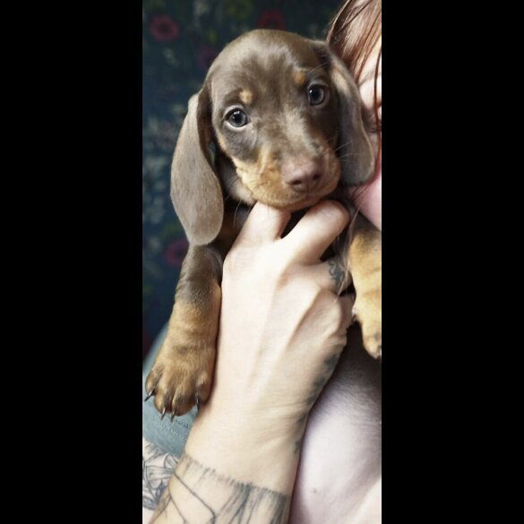 Dachshund (Standard &amp; Miniature) - Both