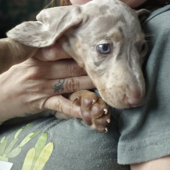 Dachshund (Standard &amp; Miniature) - Both