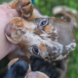 Dachshund (Standard &amp; Miniature) - Both