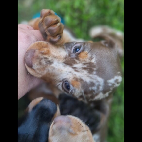 Dachshund (Standard &amp; Miniature) - Both