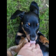Dachshund (Standard &amp; Miniature) - Both