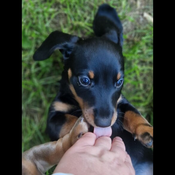 Dachshund (Standard &amp; Miniature) - Both