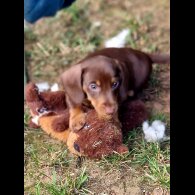 Dachshund (Standard &amp; Miniature) - Both