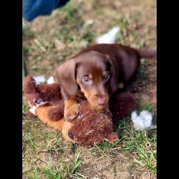 Dachshund (Standard &amp; Miniature) - Both